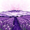 Lavender Fields 